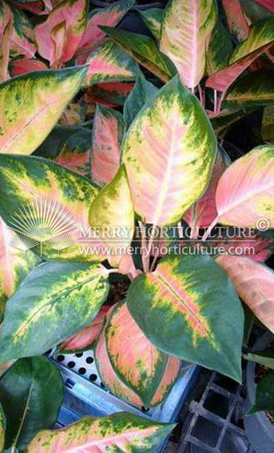 Aglaonema hybrid spp